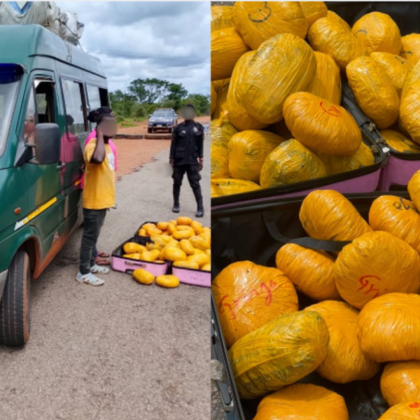 Police officers display bags containing 73 parcels of suspected cannabis seized during a highway operation in the Savannah Region.