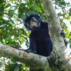 The newly identified Colobus congoensis monkey with distinctive orange-cream lips resting in a tree in Lomami National Park, Democratic Republic of Congo.